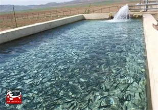 مصرف ماهی در اردبیل کمتر از استانداردها است