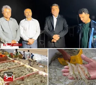 آغاز عملیات ذخیره سازی لارو میگو در هندیجان
