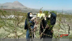 نصب تله&zwnj;های فرمونی در باغات شهرستان سامان