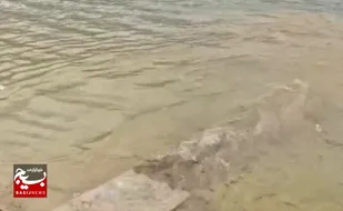 رهاسازی بیش از ۲۰۰ هزار بچه ماهی در دریاچه سد کارون سه