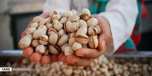 ضرورت نگاه ملی در رفع موانع توسعه صادرات پسته