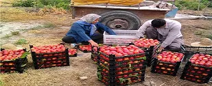 دغدغه بی پایان باغداران؛هدر رفت میوه ها در نبود صنایع تبدیلی