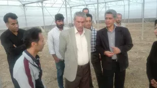 هزار تن، انگور آسیب دیده باغداران شاهرود خریداری می شود