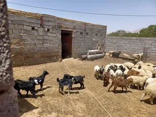 ضدعفونی جایگاه دام توسط حوزه عشایری ثارالله خاتم/اردوی یک روزه سیاحتی زیارتی پایگاه شهید احمد کاظمی