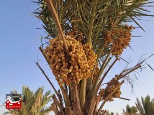 برداشت ۱۹۵ تن خرما از نخلستان&zwnj;های شاهرود
