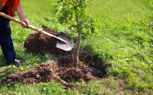 150 اصله نهال در اردوگاه حضرت صاحب&zwnj;الزمان(عج) غرس شد