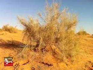 کشف ۳۰ تن چوب تاغ قاچاق در شاهرود/تولید بیش از یک میلیون نهال در شاهرود