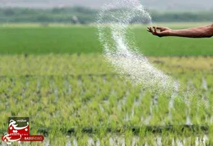 مراجعه کشاورزان خوزستانی به ادارات جهاد کشاورزی برای دریافت کود کشت پاییزه