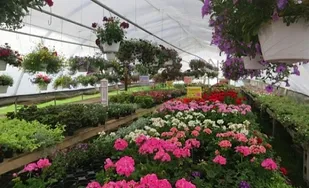 کسب درآمد با پروش گل&zwnj;های زینتی به جای استخدام دولتی