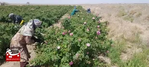کشت 5 هکتار از اراضی بردسکن به گل محمدی