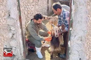 جهاد تخصصی دامپزشکی در کوه چنار با واکسیناسیون ۱۵ هزار دام