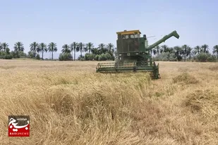 کشاورزان ایرانشهری برداشت خوشه&zwnj;های طلایی گندم را آغاز کردند
