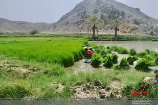 کشت مرحله دوم برنج در شهرستان قصرقند