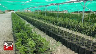 تولید سالانه ۷۰ میلیون اصله نهال در خوزستان