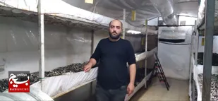 ۶هزار کیلو افزایش تولید قارچ در شهرستان چهارباغ / شهرستان چهارباغ می&zwnj;تواند به قطب تولید قارچ در کشور تبدیل شود