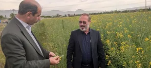 کلزا کاران مرندی مبارزه با شته مومی را جدی بگیرند