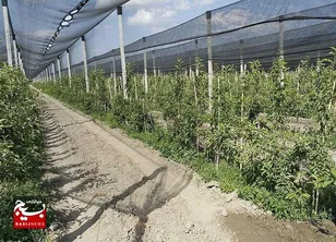 اجرای موفق طرح سایه‌بان در باغات انگور خلیل‌آباد