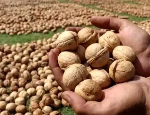 آذربایجان شرقی قطب تولید گردو در کشور