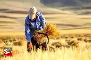 پرداخت ۴۲ میلیارد تومان از مطالبات کشاورزان شوشتر
