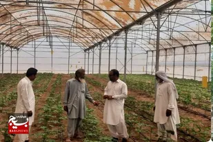 نهضت هرخانه یک گلخانه در مهرستان و استقبال کم نظیرکشاورزان در توسعه گلخانه ها