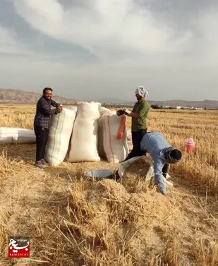 اردوی گروه&zwnj; جهادی طلاب برای کمک به کشاورزان بی&zwnj;بضاعت باغملک