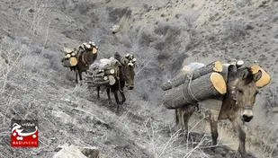 دستگیری عاملان قطع درختان اراضی ملی خلخال
