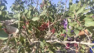 کاهش ۵۵ درصدی تولید پسته در خلیل‌آباد؛ تنش آبی و ناترازی انرژی باغات را تهدید کرد