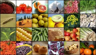 کاهش نرخ سود تسهیلات بخش کشاورزی