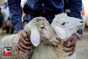 بسیج گروه&zwnj;های نظارت دامپزشکی خوزستان برای تضمین سلامت عید قربان