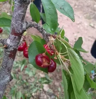 خسارت بیش از یک&zwnj;هزار میلیارد ریالی سیل و تگرگ به کشاورزی شاهرود