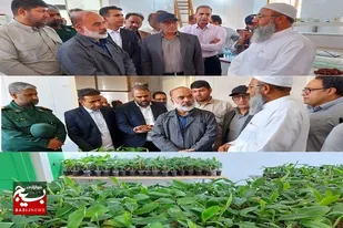 تولید بیش از ۱۰۰ هزار اصله نهال کشت بافت موز در مرکز تحقیقات کشاورزی بمپور