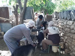 بسیج مهندسین کشاورزی سپاه فتح کهگیلویه و بویراحمد پای کار کمک به خودکفایی گوشت قرمز/ ۱۲۰ هزار راس دام سبک و سنگین واکسینه شدند