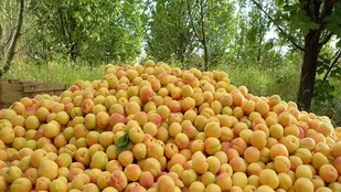 تولید 50 هزار تن زردآلو در آذربایجان شرقی