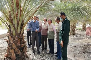 کارگاه آموزشی آگاه سازی باغداران نخیلات کشاورزی از آفت سوسک سرخرطمی در قیروکارزین برگزار شد