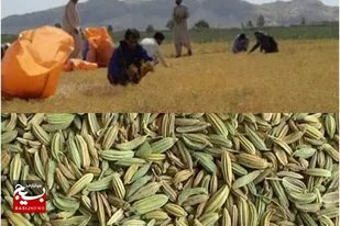 برداشت زیره سبز از ۴۰ هکتار اراضی تفتان