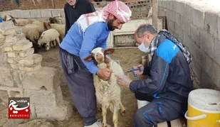واکسیناسیون دام های روستایی مناطق کم برخوردار شوش توسط جهادگران