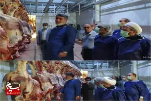 روزانه بیش از ۶۰۰ راس دام سنگین در کشتارگاه های سیستان وبلوچستان کشتار می&zwnj;شود