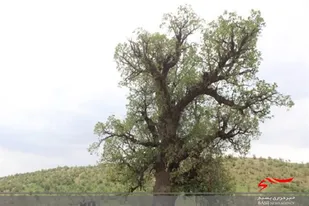 ثبت ملی ۶ اثر طبیعی در لرستان