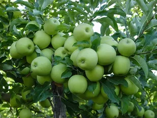 صادرات سیب آذربایجان شرقی به بیش از ۱۰ کشور جهان