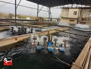 پرورش پایدار ۳ تن ماهی ثمره حمایت بسیج سازندگی است