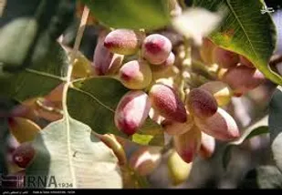 آغاز برداشت پسته از سطح بیش از 4 هزار هکتار از باغات استان قزوین