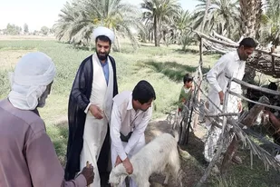 توزیع چهل راس دام بین سیل زدگان به همت بسیج سازندگی سپاه دلگان