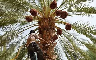 برداشت ۸۰ هزار تن خرما در شادگان/ جایگاه اول را در استان داریم
