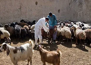 واکسیناسیون دامی ضد طاعون در کردستان به طور کامل انجام شد
