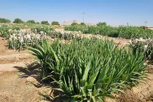 نقش راهبردی ذرت خوشه&zwnj;ای در تامین امنیت غذایی دام