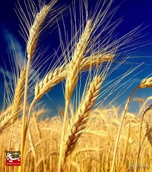 پیش&zwnj;بینی تولید ۳۰۰ هزار تن گندم در استان قزوین&nbsp;
