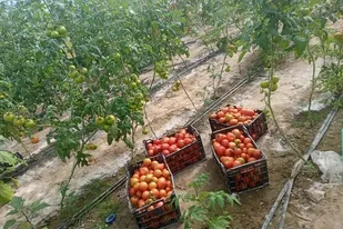 ۱۷۰ گلخانه خانگی در مهرستان به بهره&zwnj;برداری رسید