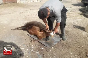 ذبح و توزیع گوشت قربانی در سرخه انجام شد