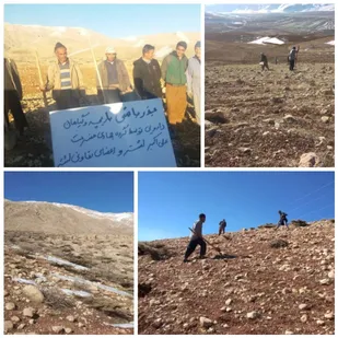 کشت گیاهان دارویی در منطقه عشایری لشتر دهستان دیناران